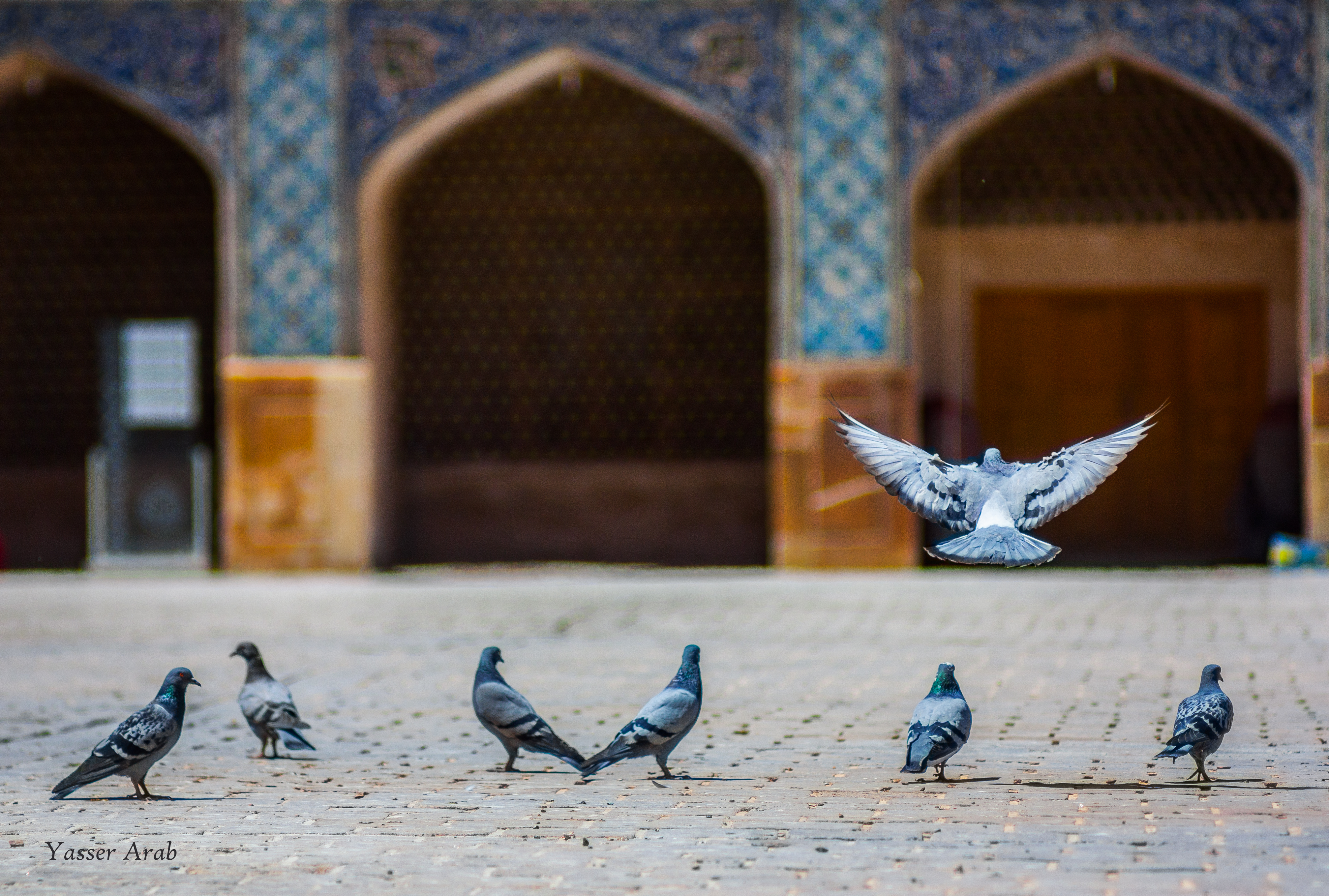 یاسر عرب
