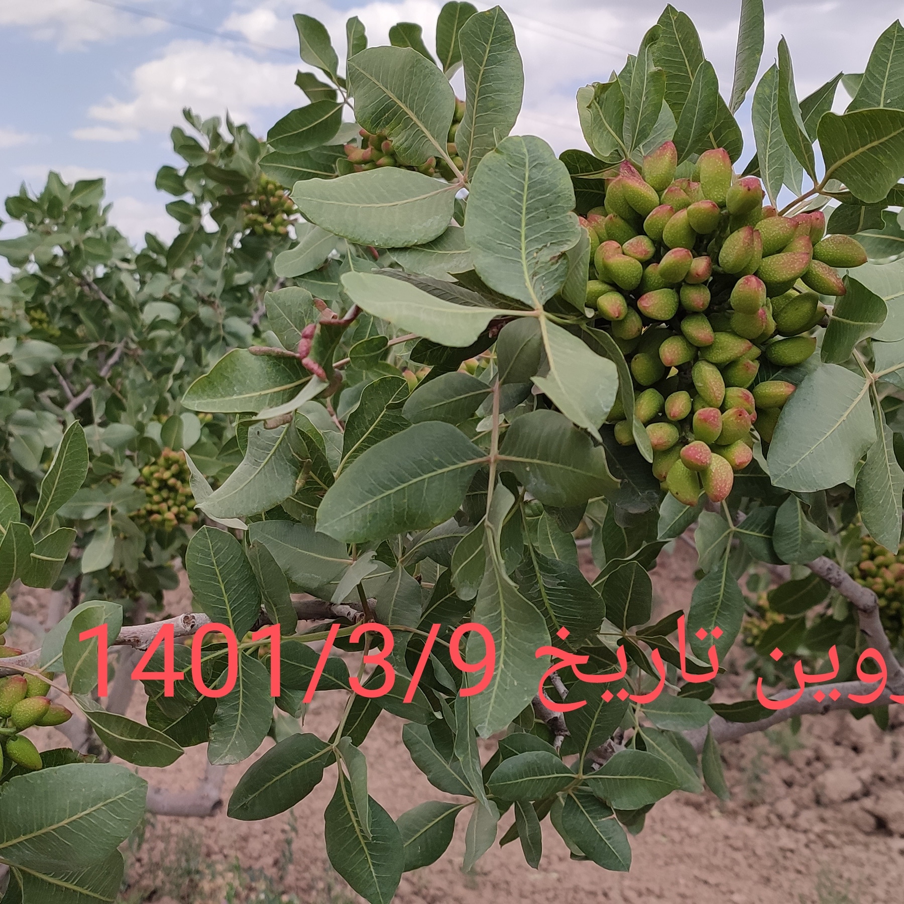 دستگاه