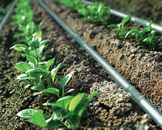 آبیاری قطره ای در مازندران