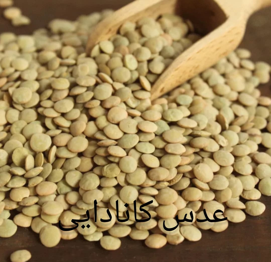 خرید عدس کانادایی