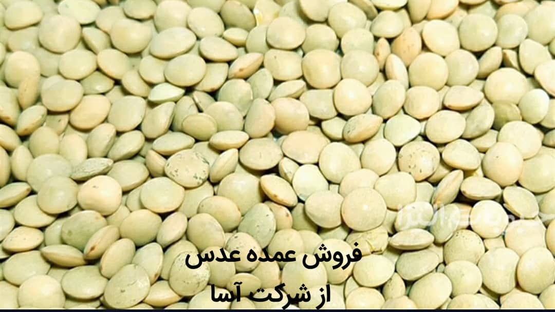 فروش عمده عدس وارداتی