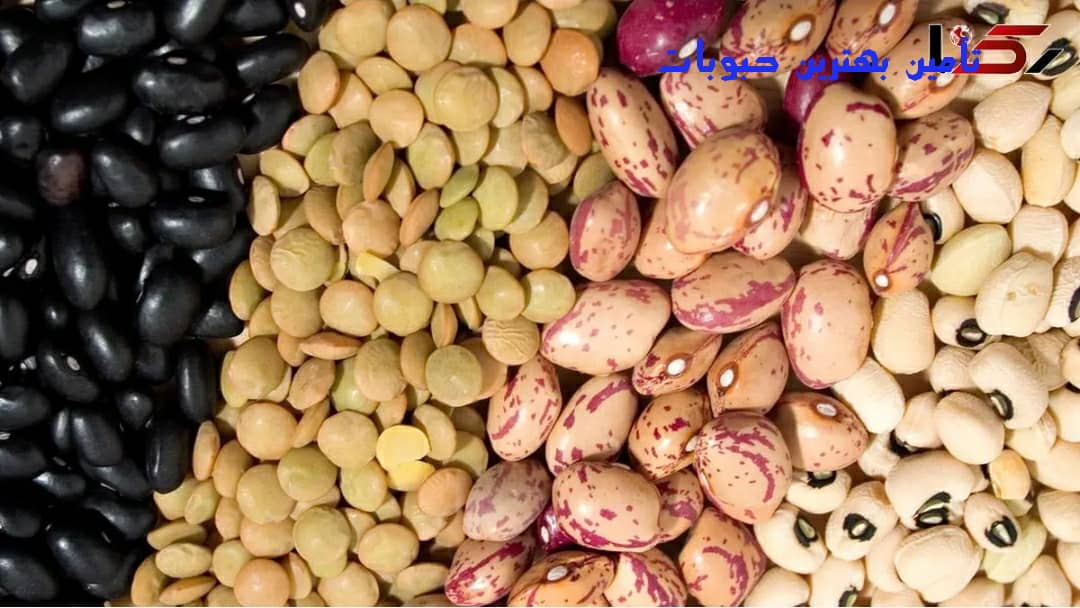 تامین حبوبات وارداتی