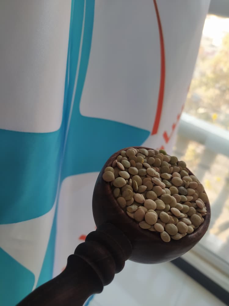 فروش عدس عمده