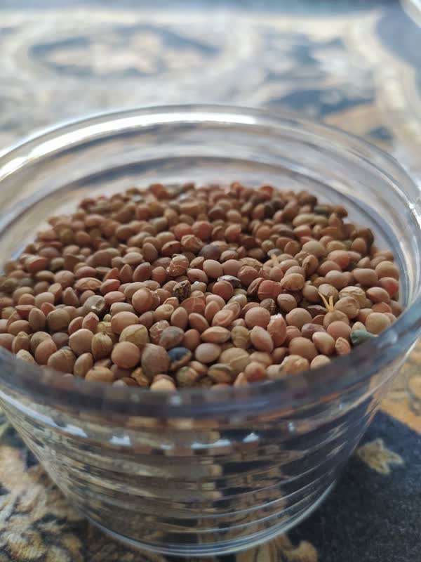 خرید عمده عدس از ما