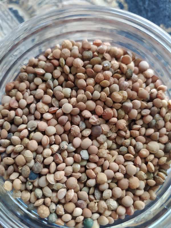 فروش عدس با کیفیت بالا