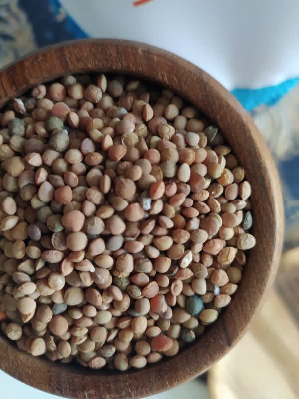 خرید عدس عمده