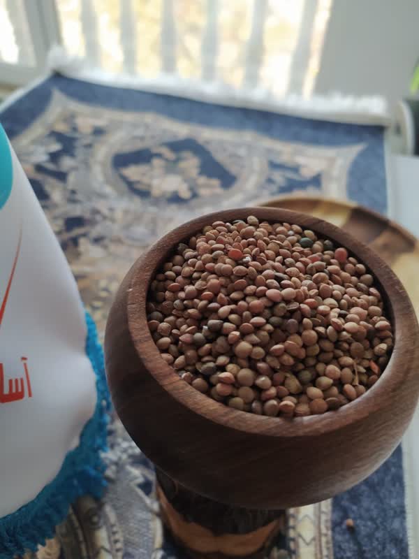 پخش عدس در سراسر کشور