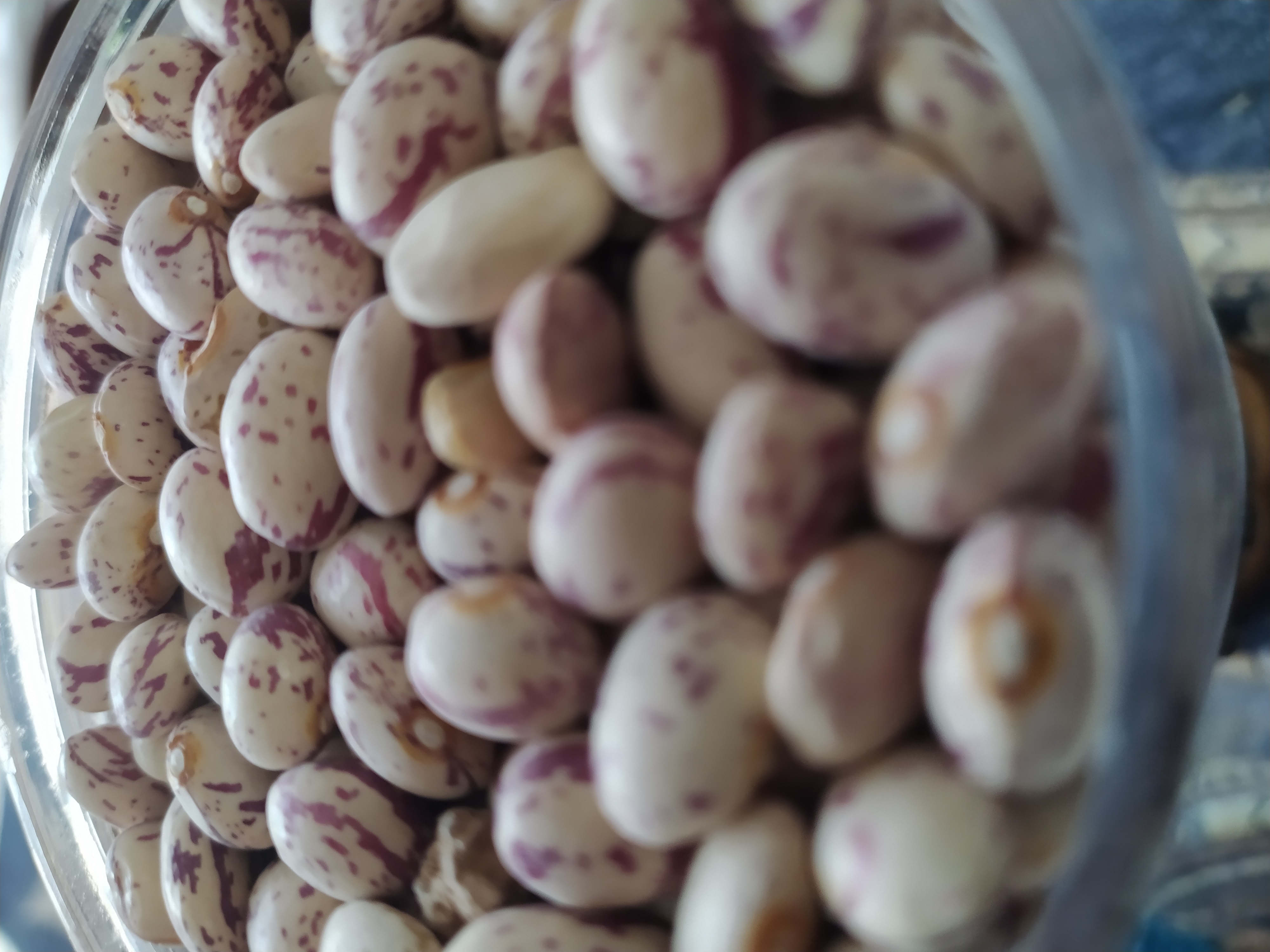 فروش و پخش لوبیا چیتی مرغوب