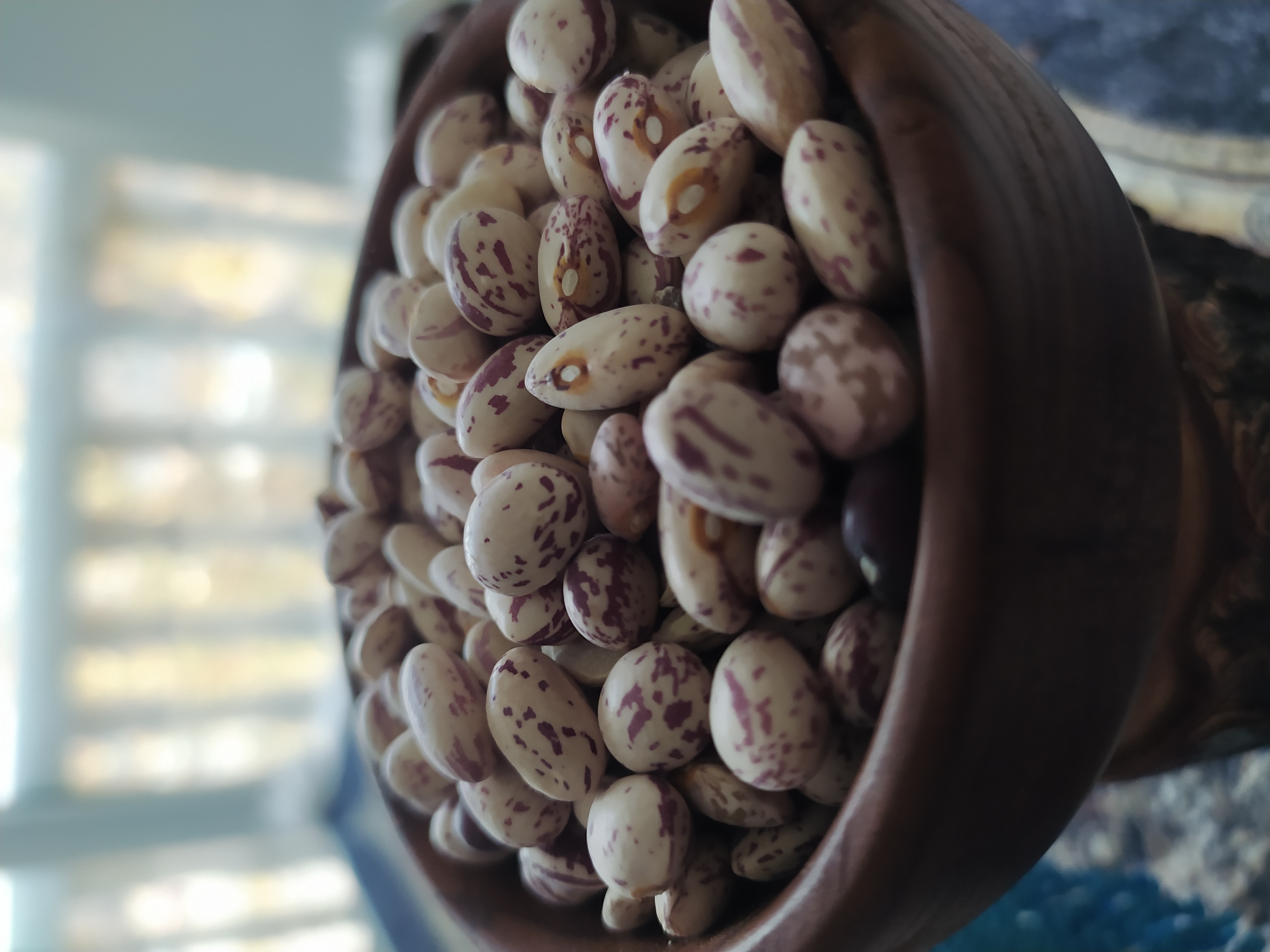 پخش و توزیع لوبیا چیتی بدون واسطه