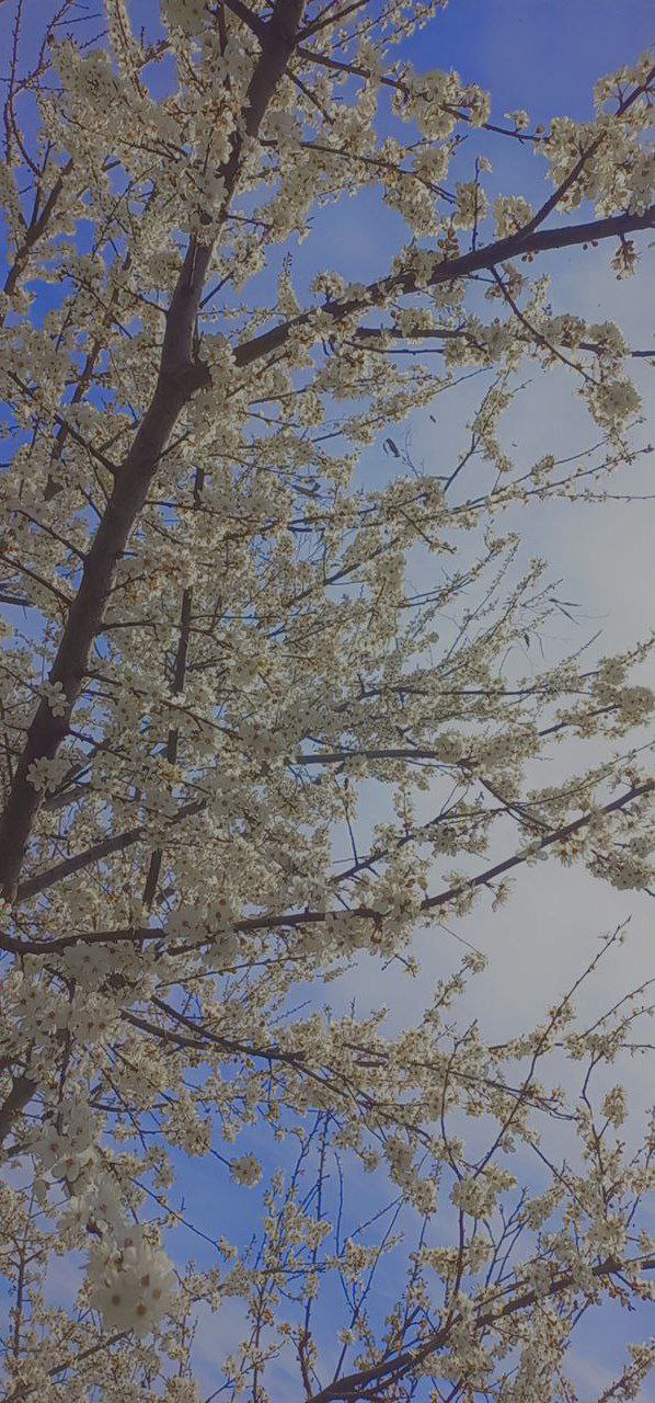 شکوفه گیلاس