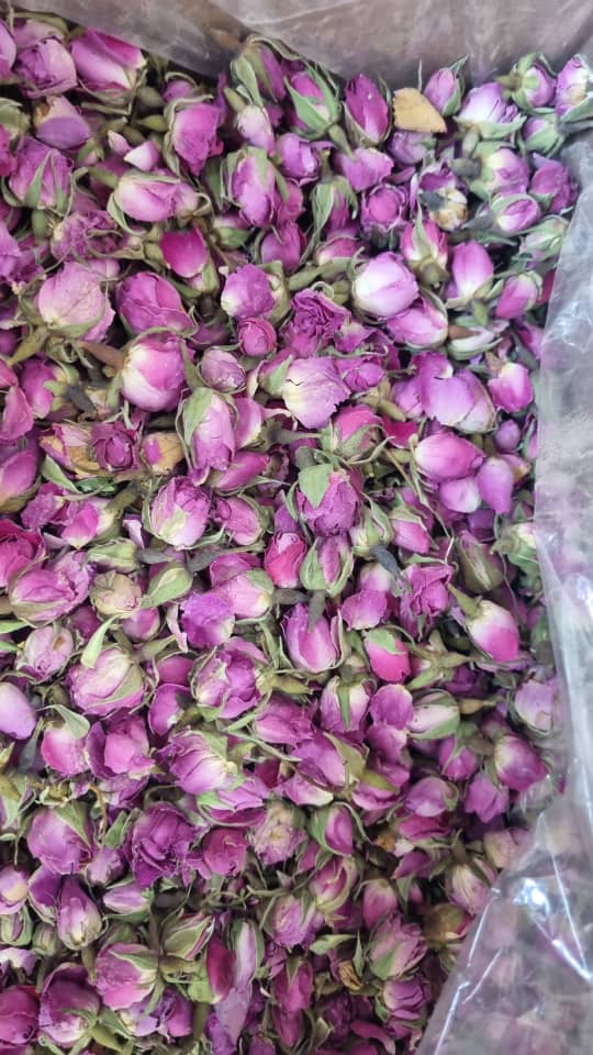 غنچه گل محمدی