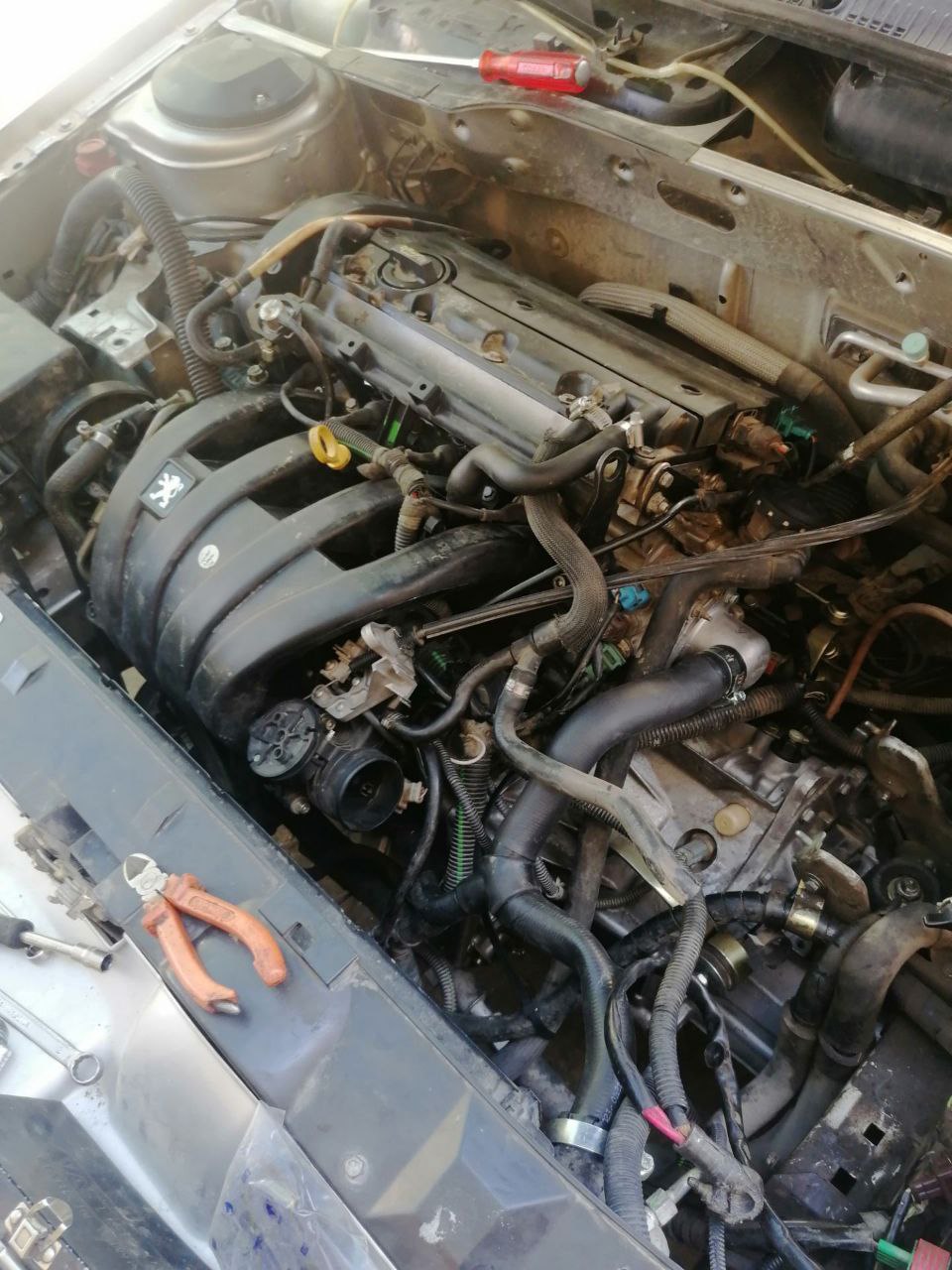 محمدسینا رضایی کوجانی