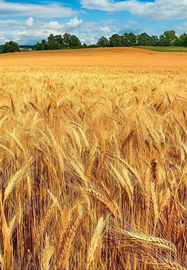 مزرعه گندم زار