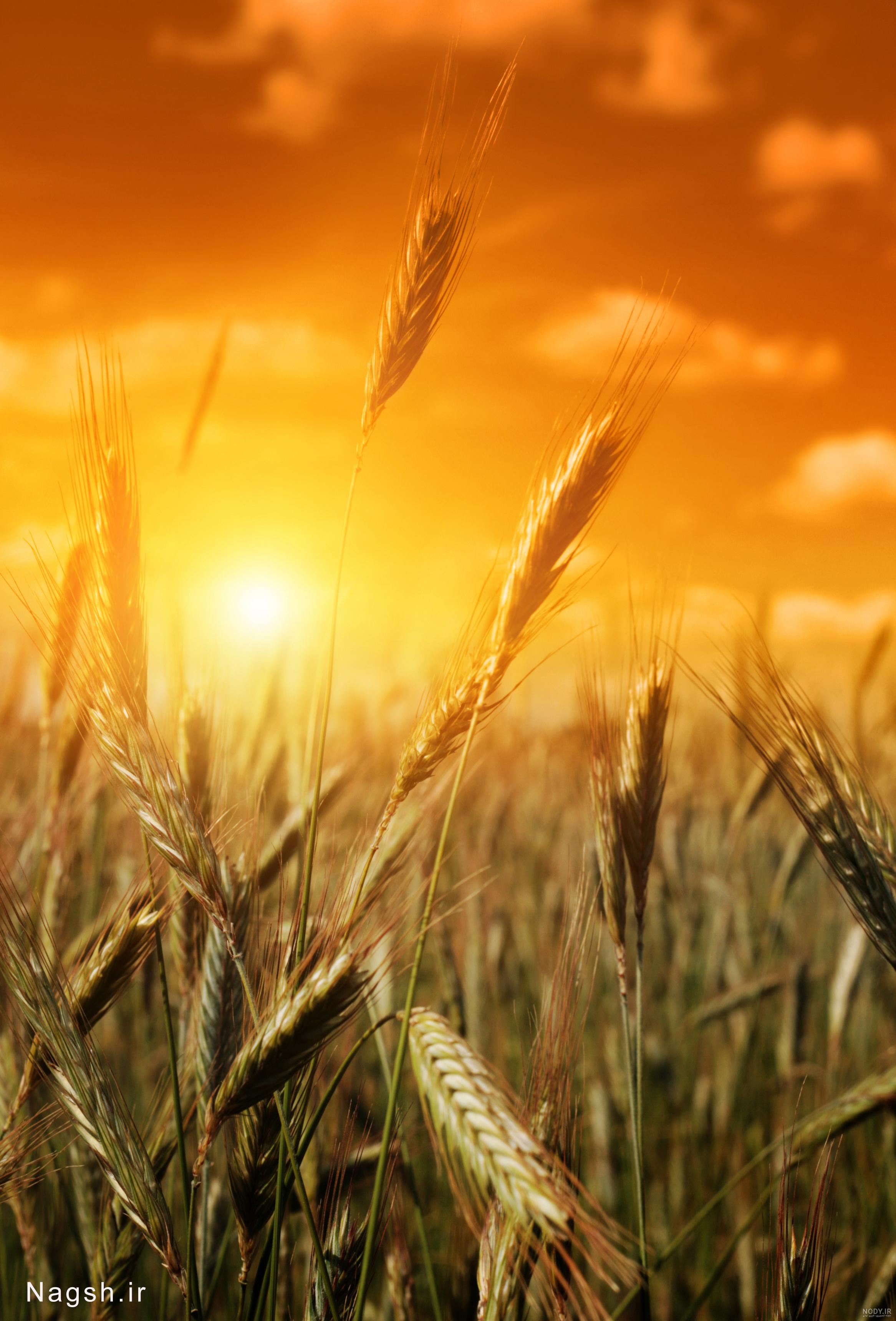 نرگس رمضانی