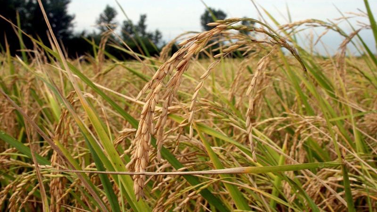 حسین ابراهیمی