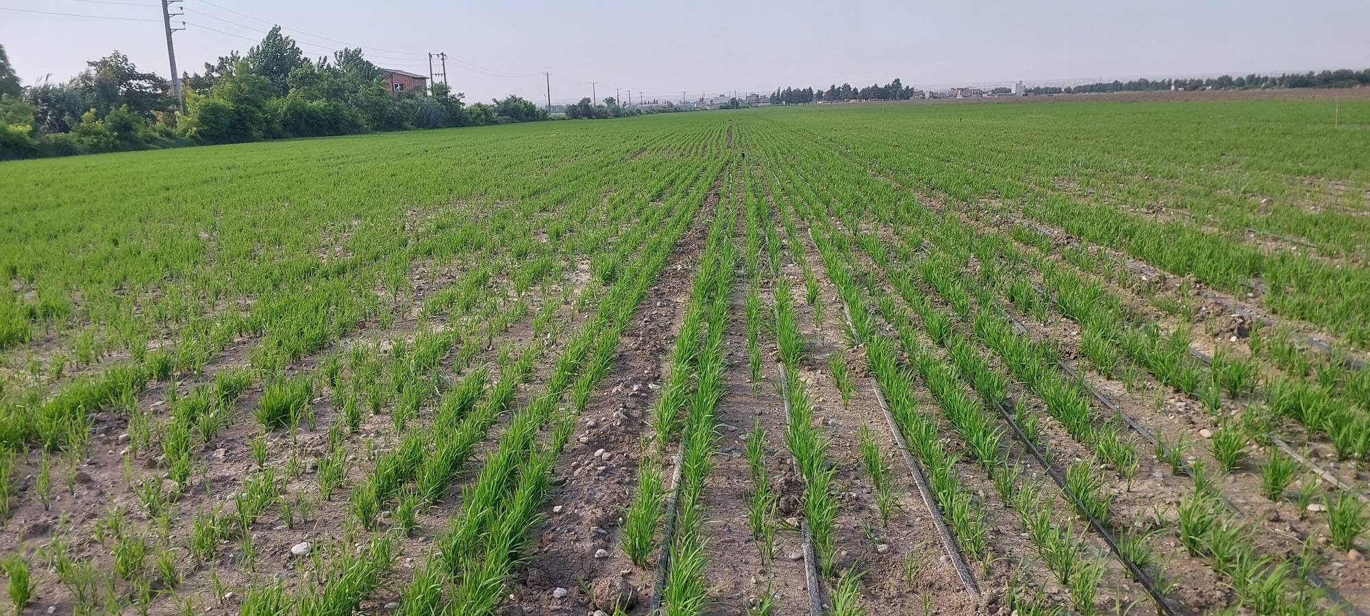 محسن لکزایی