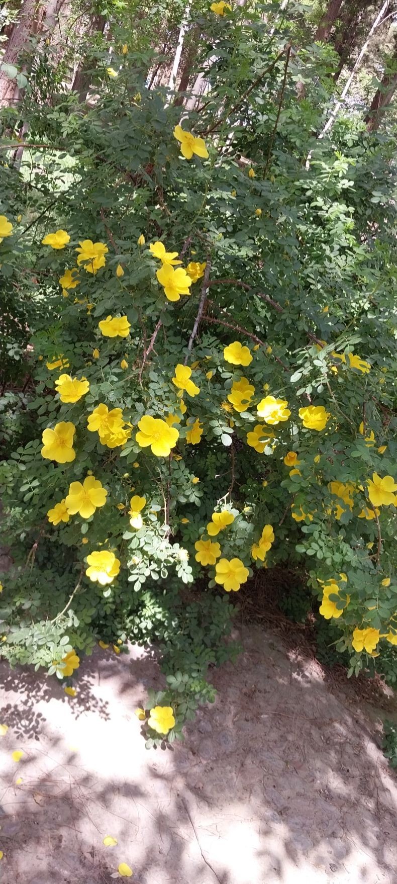 الهام پری خسته
