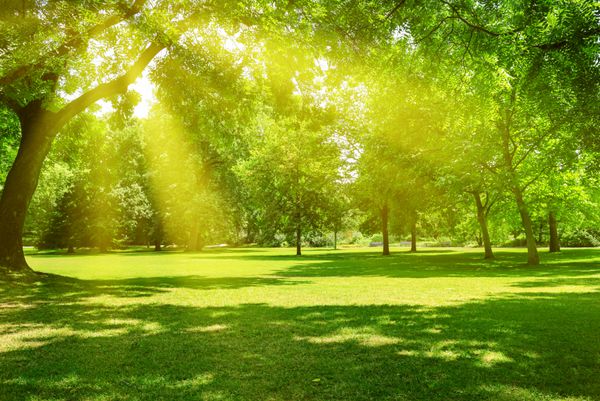 سیده بتول موسوی فخر