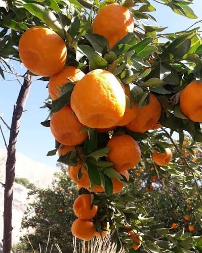 درخت نارنگی