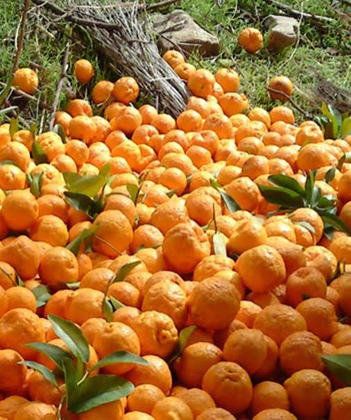 میوه نارنگی