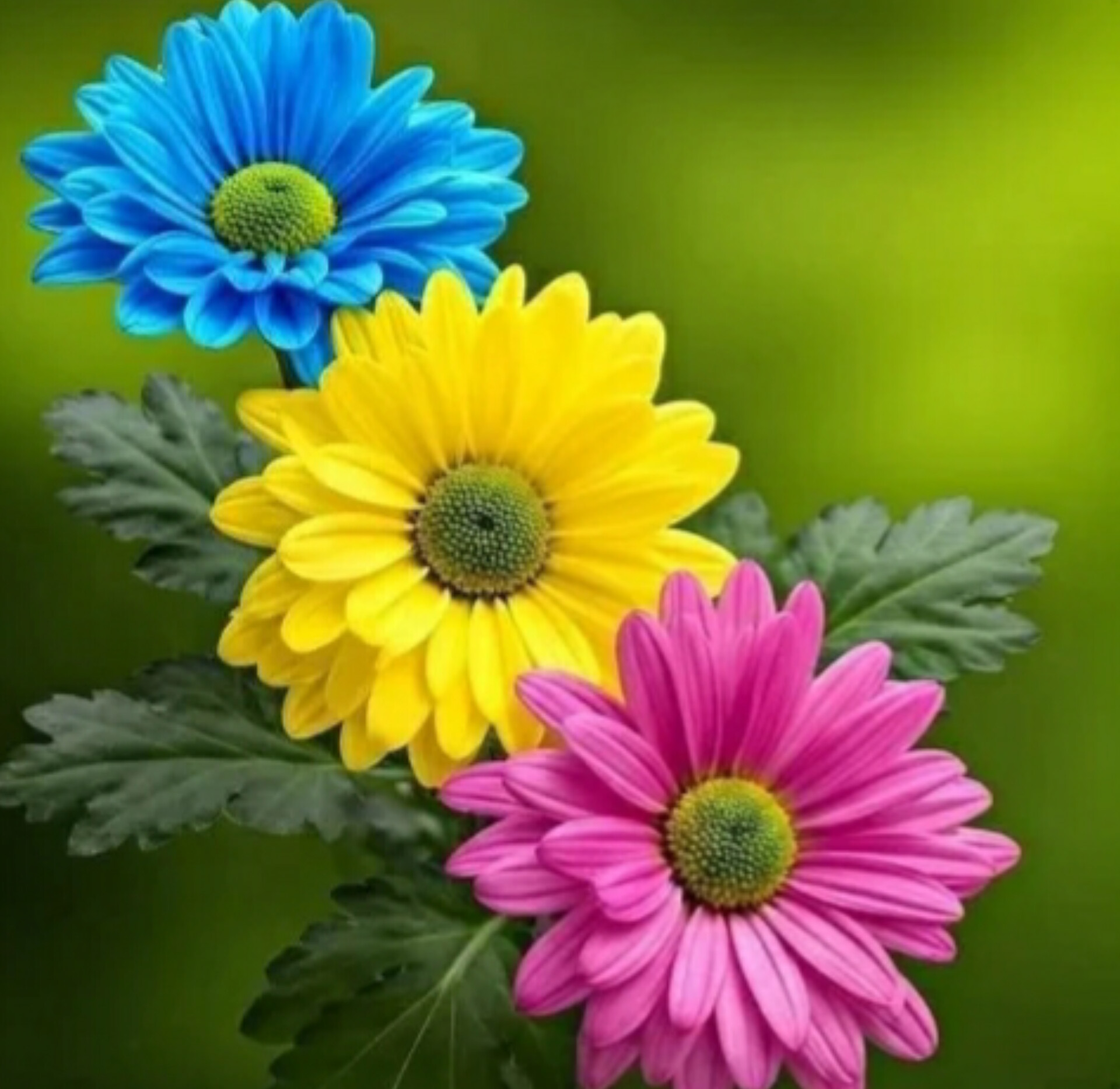 ناهید کوه مسکن
