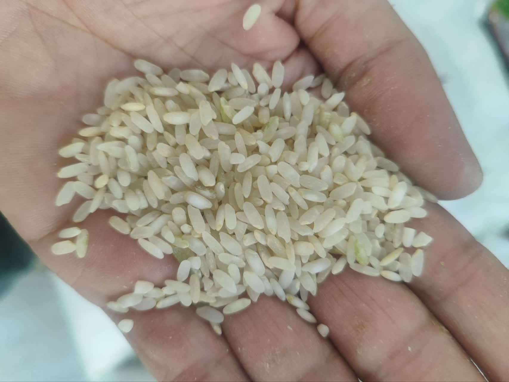 کامفیروز