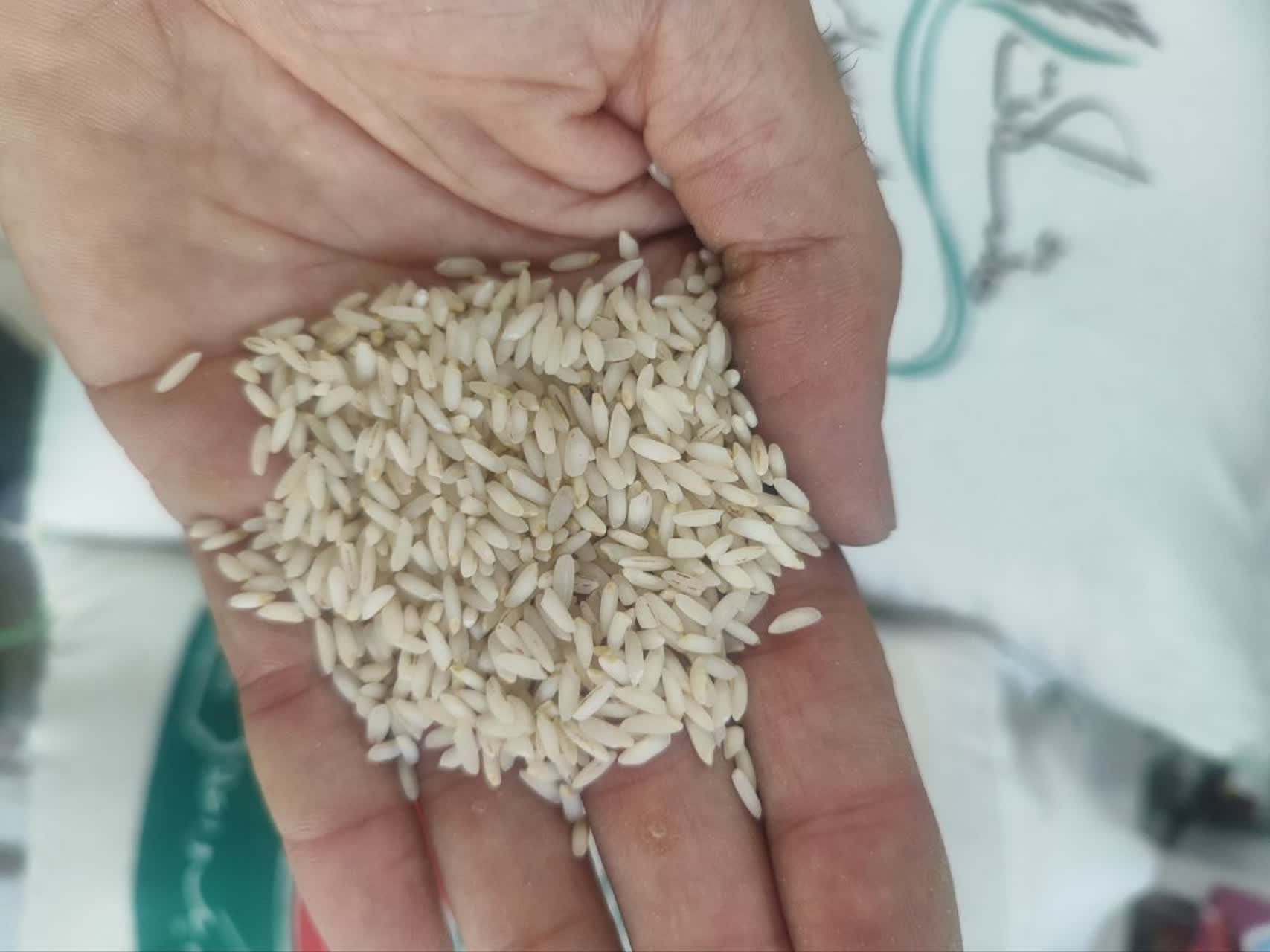 برنج عنبر بو شوشتر