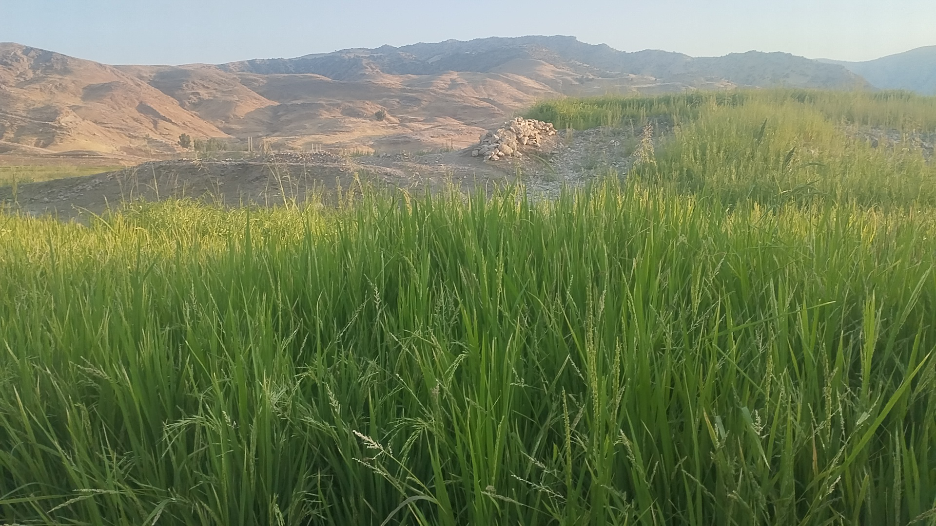 عکس مزرعه برنج