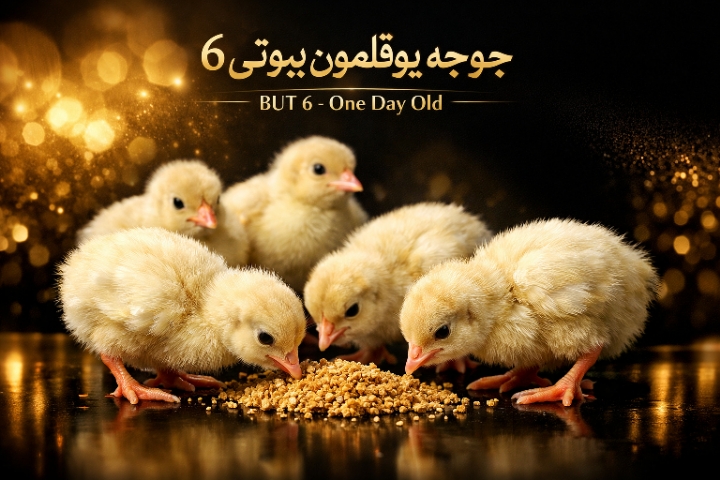 بوقلمون بیوتی 6 یک روزه 