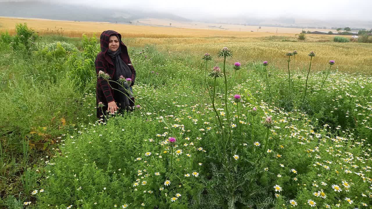 شرکت تولیدی محصولات گیاهان نسترن همیشه سبز شرق 