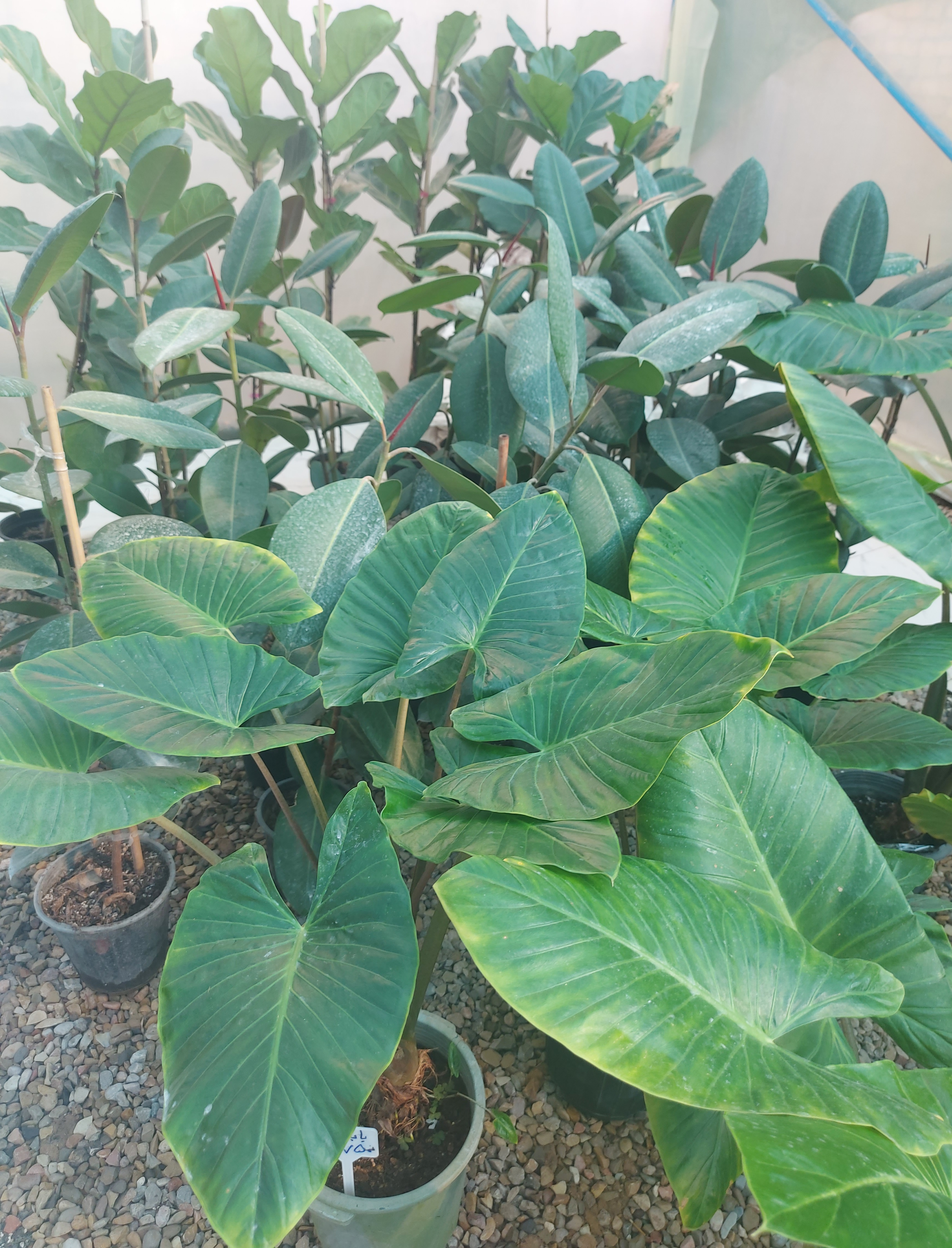 گل فروشی رضایی اسفراین