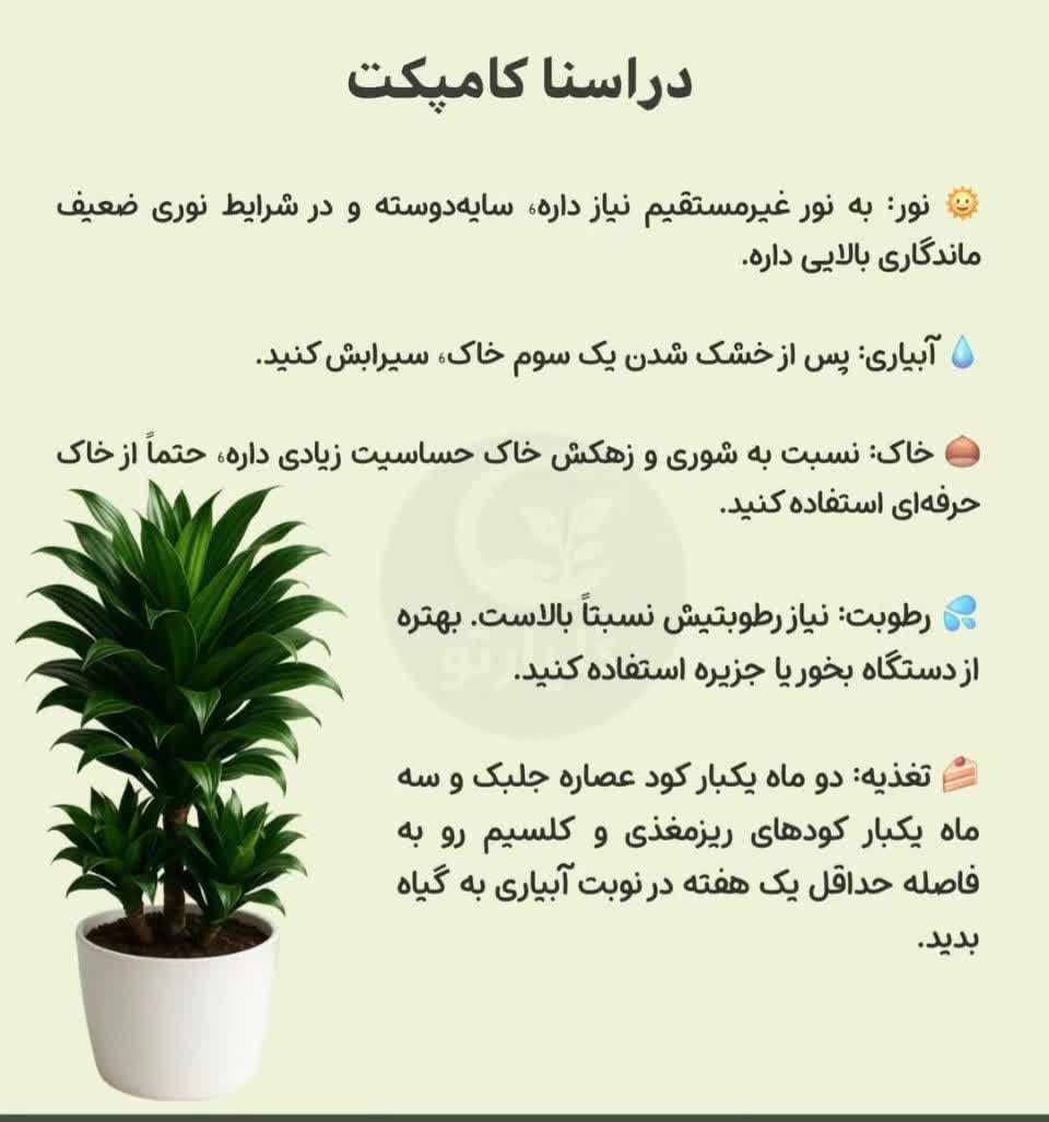 دراسنا کامپکت 💗گل فروشی رضایی اسفراین