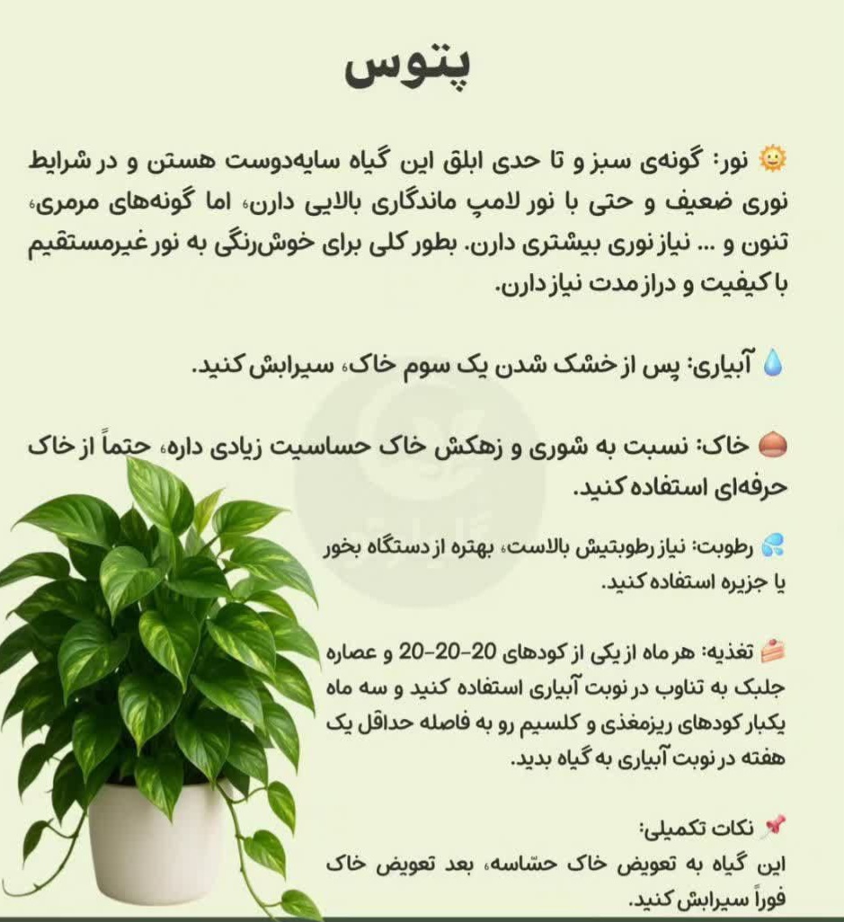 پتوس 💗گل فروشی رضایی اسفراین