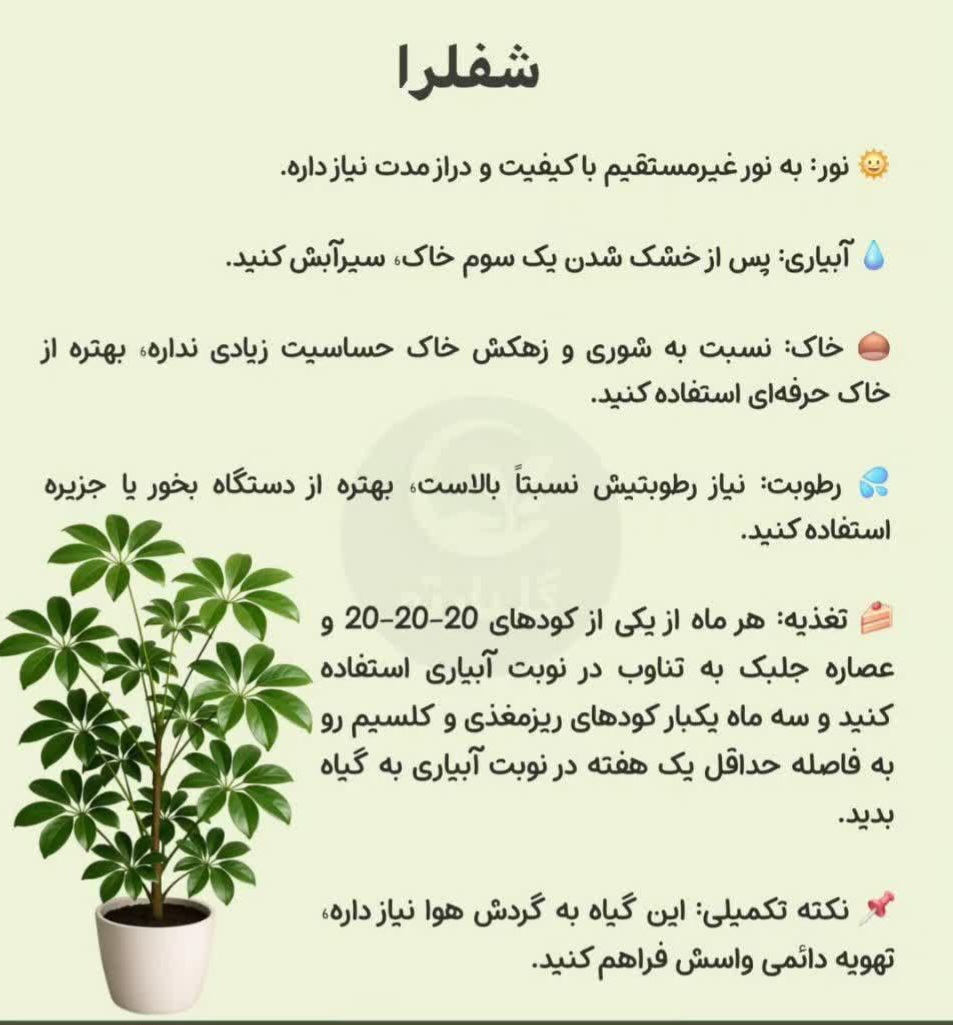 شفلرا 💗گل فروشی رضایی اسفراین