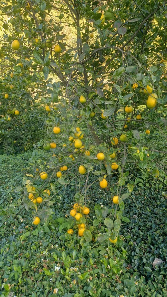 انواع مرکبات