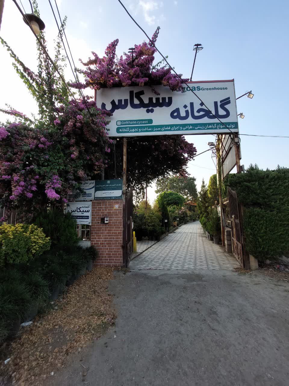 گلخانه سیکاس 