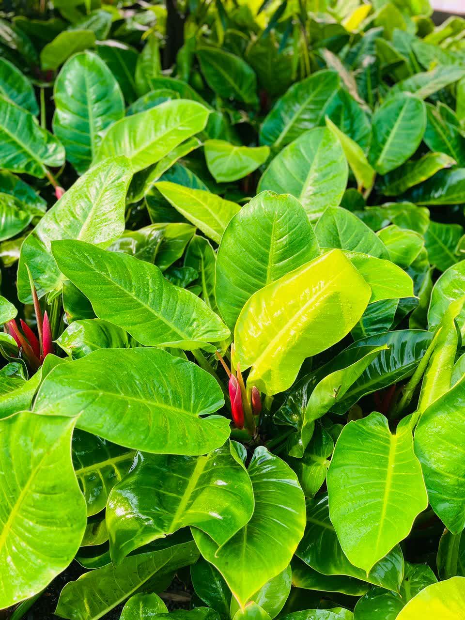 فیلودندرون