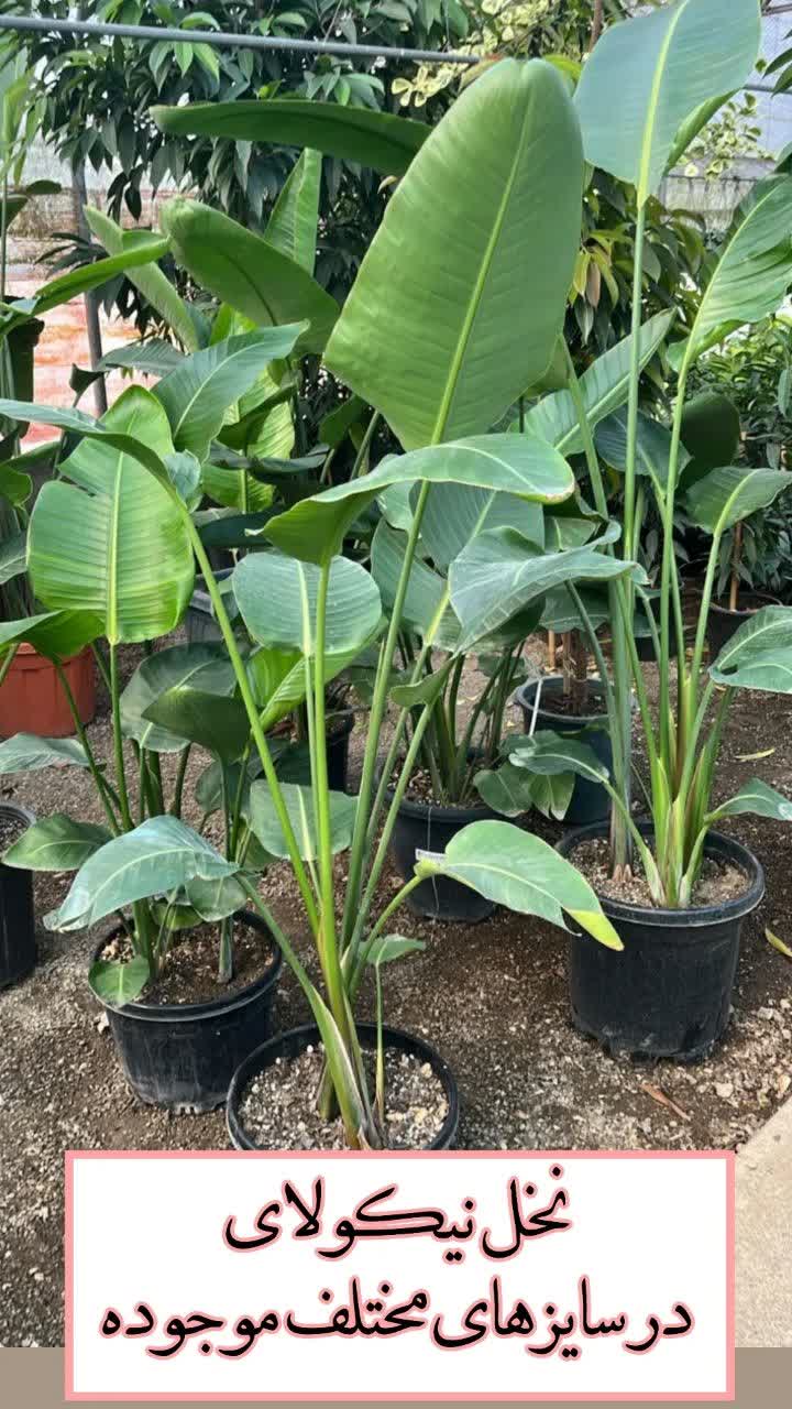 نخل نیکولای