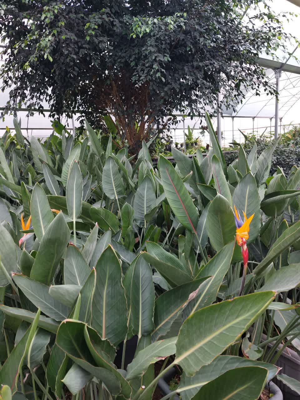 پرنده بهشتی