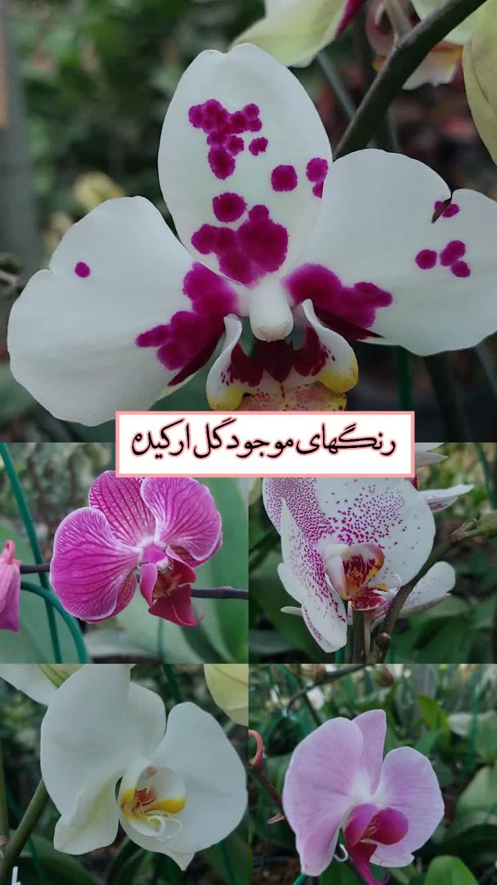 ارکیده