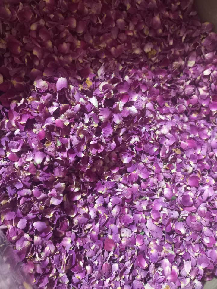 پر گل محمدی