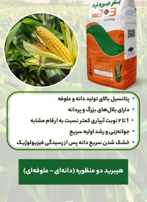 بذر زرت