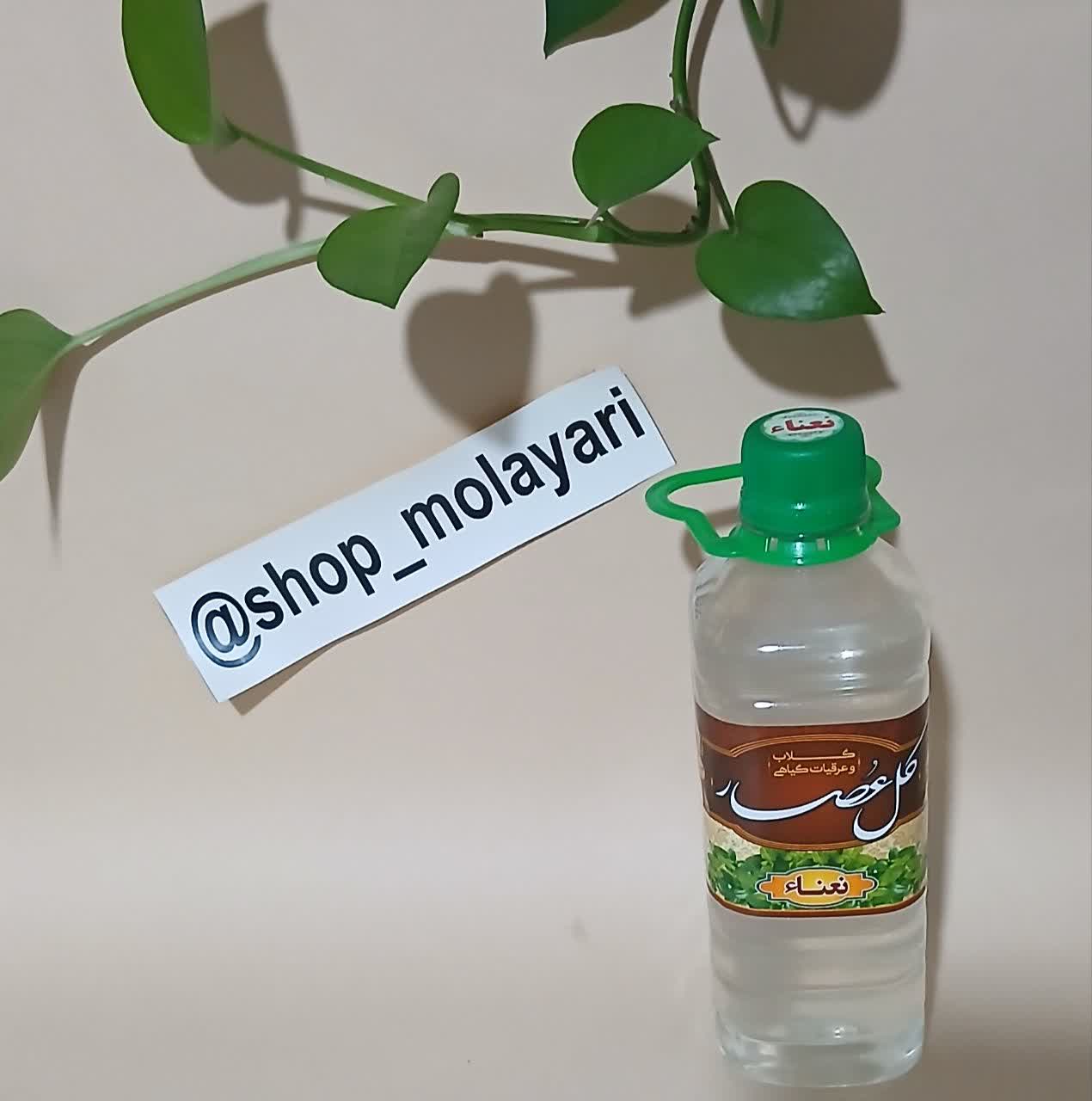 عرق نعنا