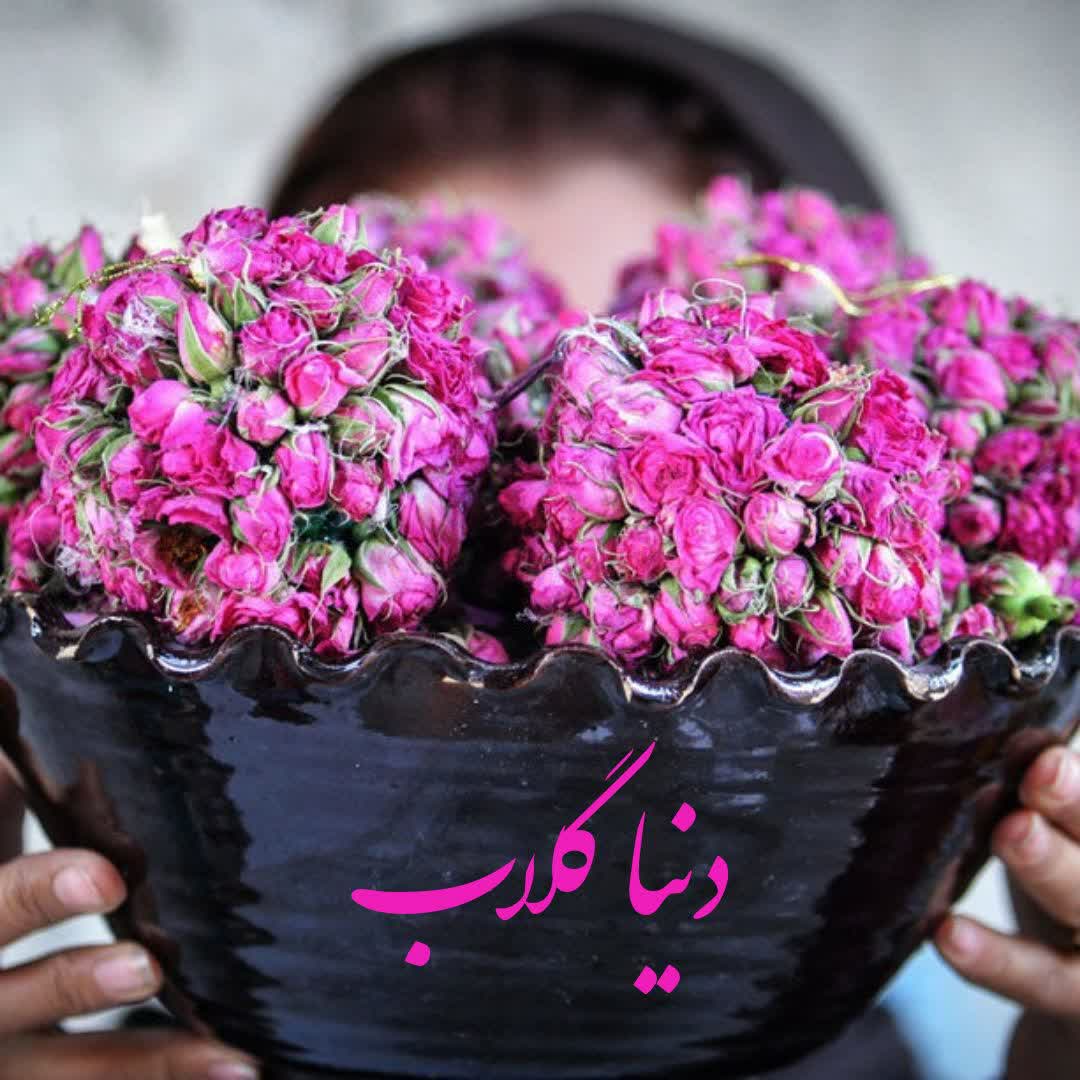 گلاب اعلای 35کیلوگل. بدون اسانس. دنیاگلاب