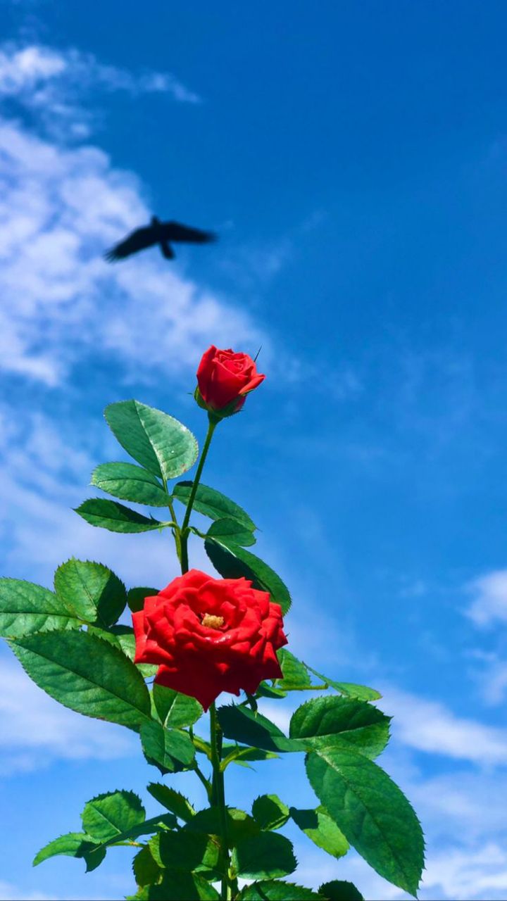 آموزشگاه چیچکلو