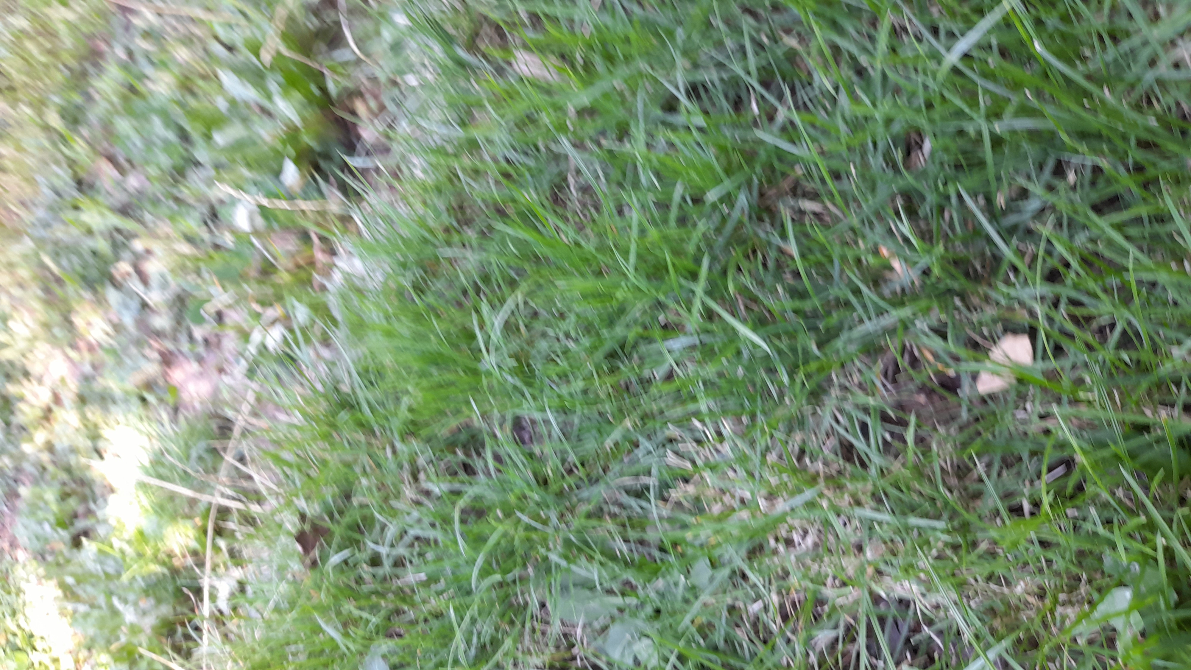 سیم 2.5