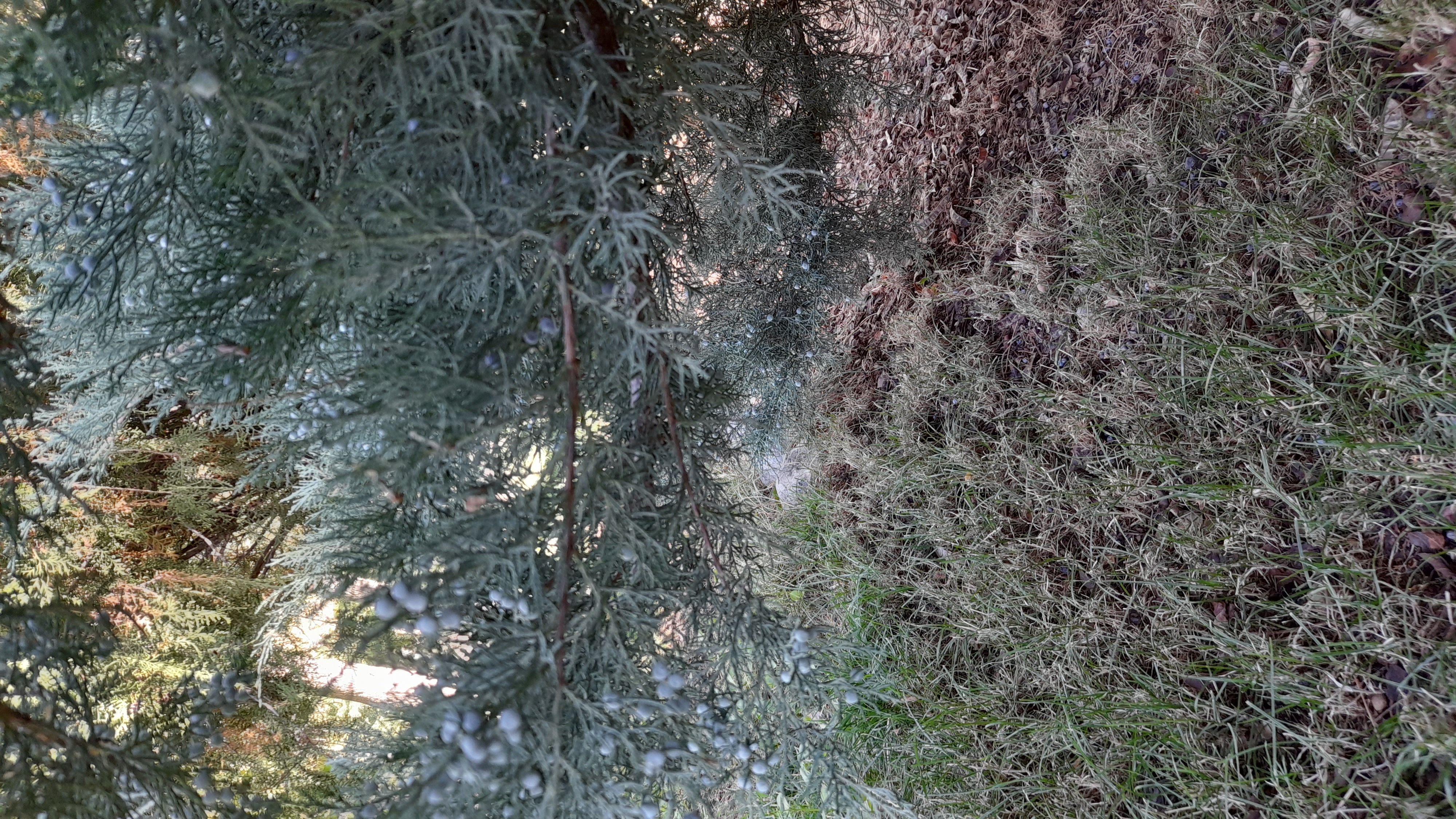 سیم4