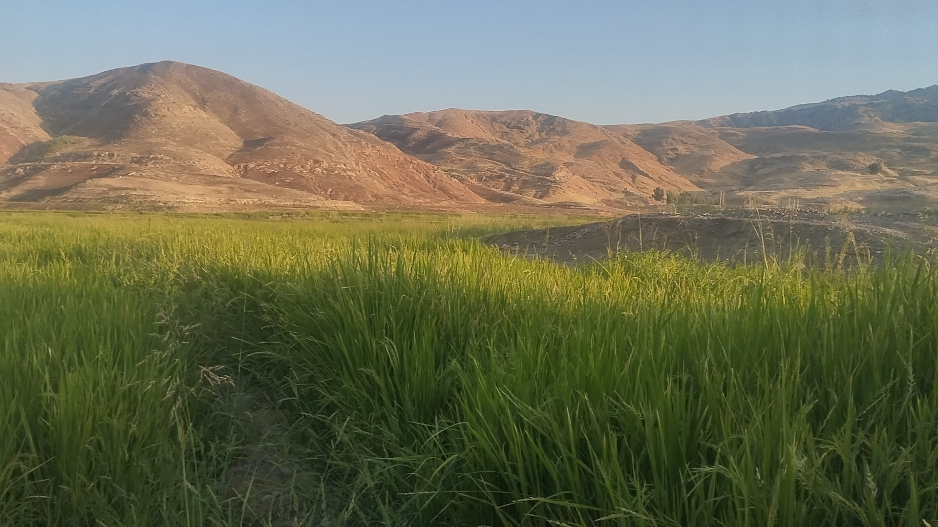 خدمات دامداری