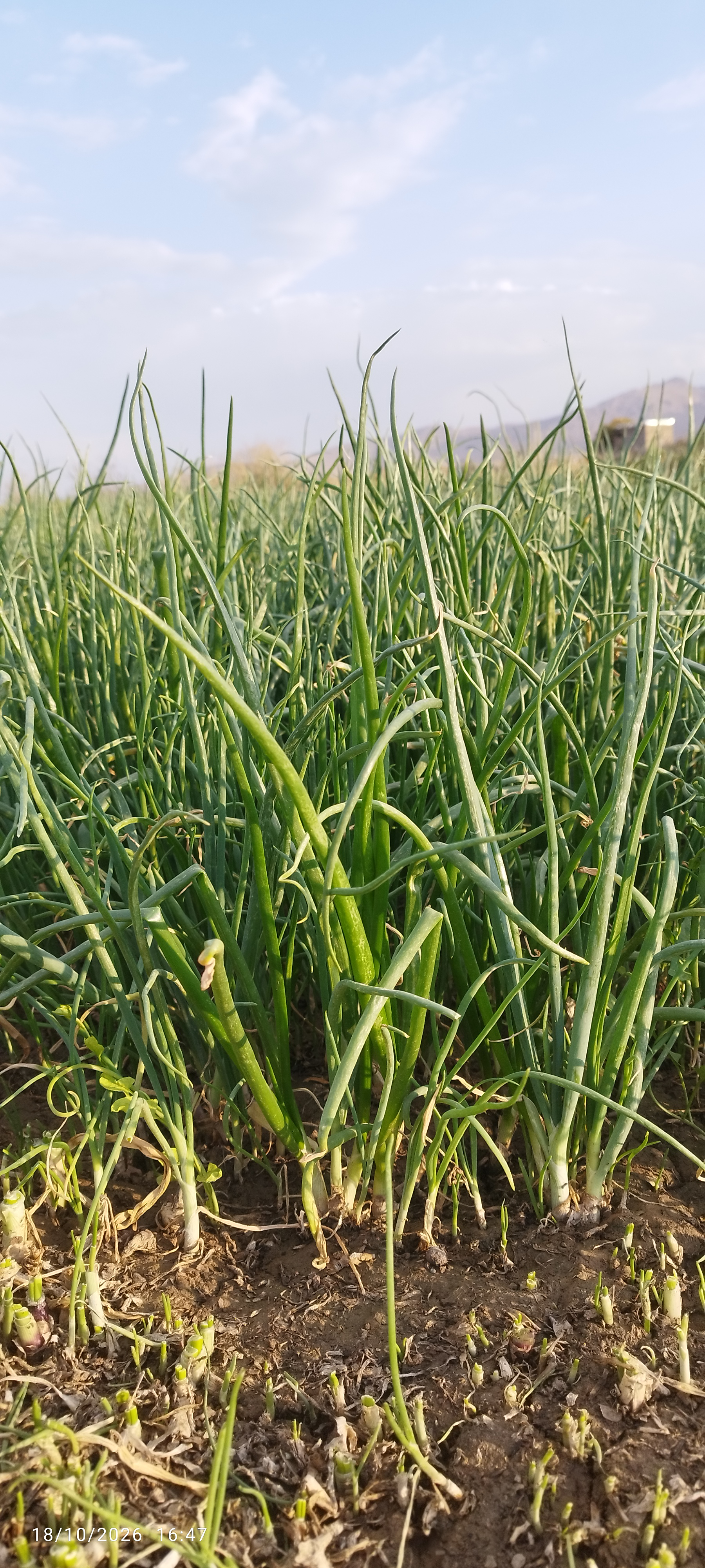 پیازچه
