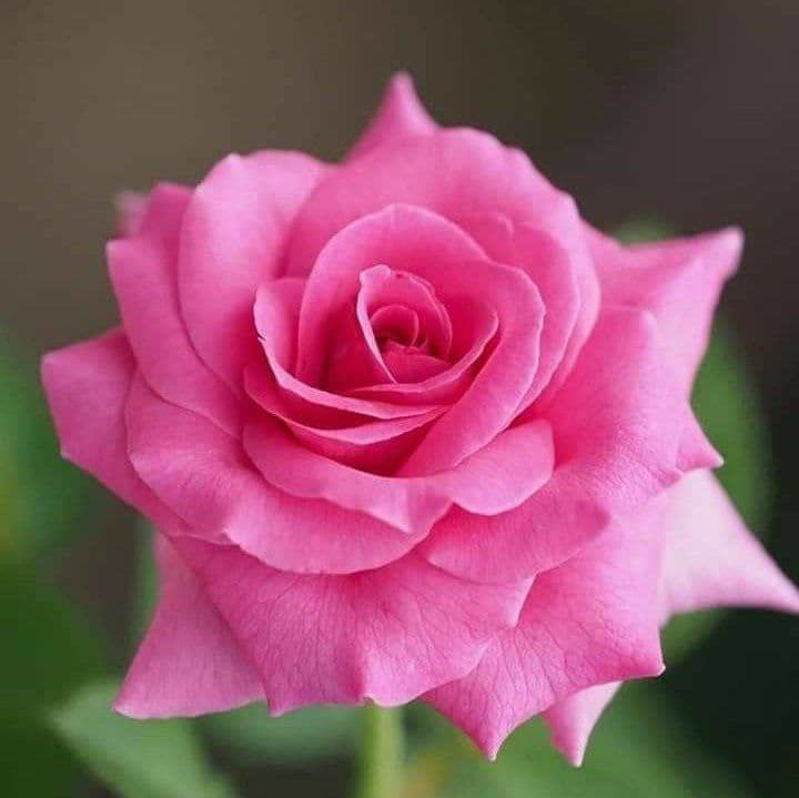 محمدصادقی 